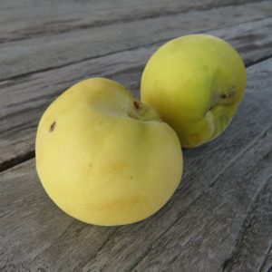 reife Weingartenpfirsiche