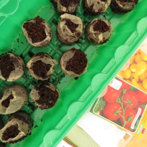 Paradeispflanzen vorziehen