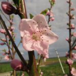 Pfirsichblüte