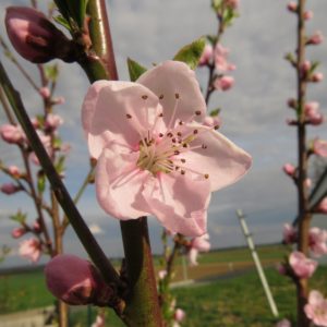 Pfirsichblüte