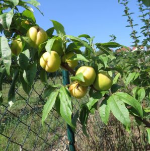 eine üppige Ernte steht bevor