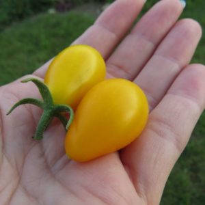 endlich reife Früchte