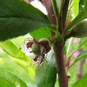 ein Pfirisch entsteht