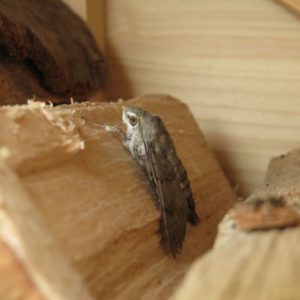 ein Falter als erster Mieter