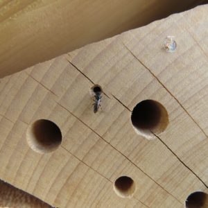 kleinwüchsige Bienenart