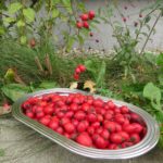 Hagebuttenernte im eigenen Garten
