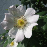 Blüte der Hundsrose (rosa canina)