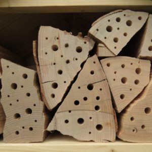 Buchenholz mit Bohrgängen als Nisthilfe