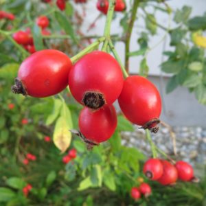 Früchte der Hundsrosen - Hagebutten