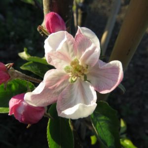 Apfelblüte im Sonnenlicht