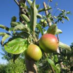 kleine Äpfelchen im Frühsommer