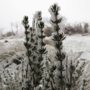 Thymian im Winterkleid