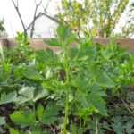 Petersilie im Kräuterbeet