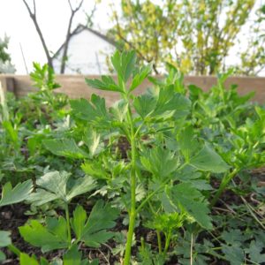 Petersilie im Kräuterbeet