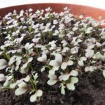 Blattsenf im Topf ziehen