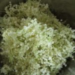 Blütendolden pflücken