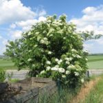 blühender Holundestrauch