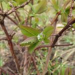 Blattaustrieb im Winter