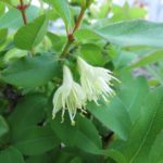 glockenförmige Blüte