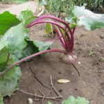 rote Rüben im Beet