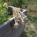 Knoblauchernte