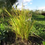 Süssgrassgewächs