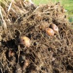 zahlreiche Erdmandel im Wurzelballen