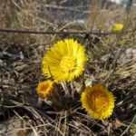 Huflattichblüte im Garten