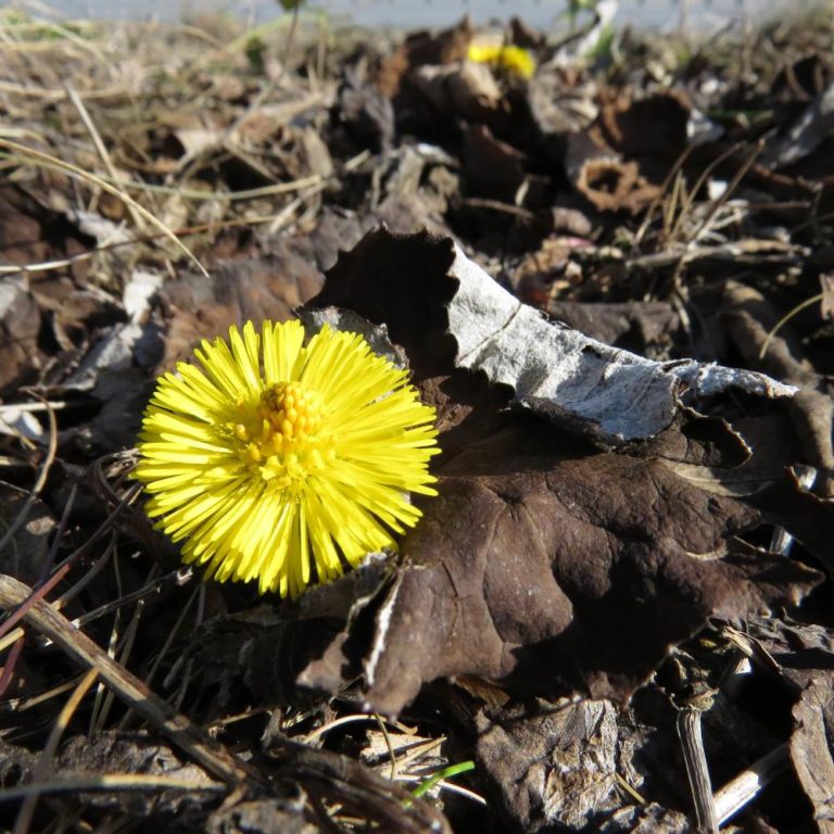 Huflattich Vom Naturgarten auf den Teller