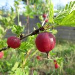 rote Stachelbeeren