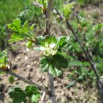 Stachelbeerblüte