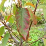 Beginn der Herbstfärbung