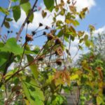 die Früchte der Felsenbirne wachsen