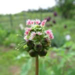 weibliche Blüte mit männlichen Staubgefässen
