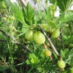 Die Stachelbeeren reifen